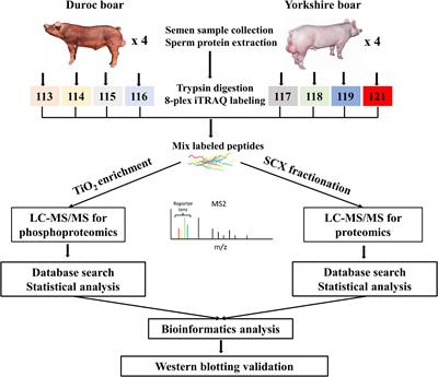 Comparative Proteomics and Phosphoproteomics Analysis Reveal the Possible Breed Difference in Yorkshire and Duroc Boar Spermatozoa